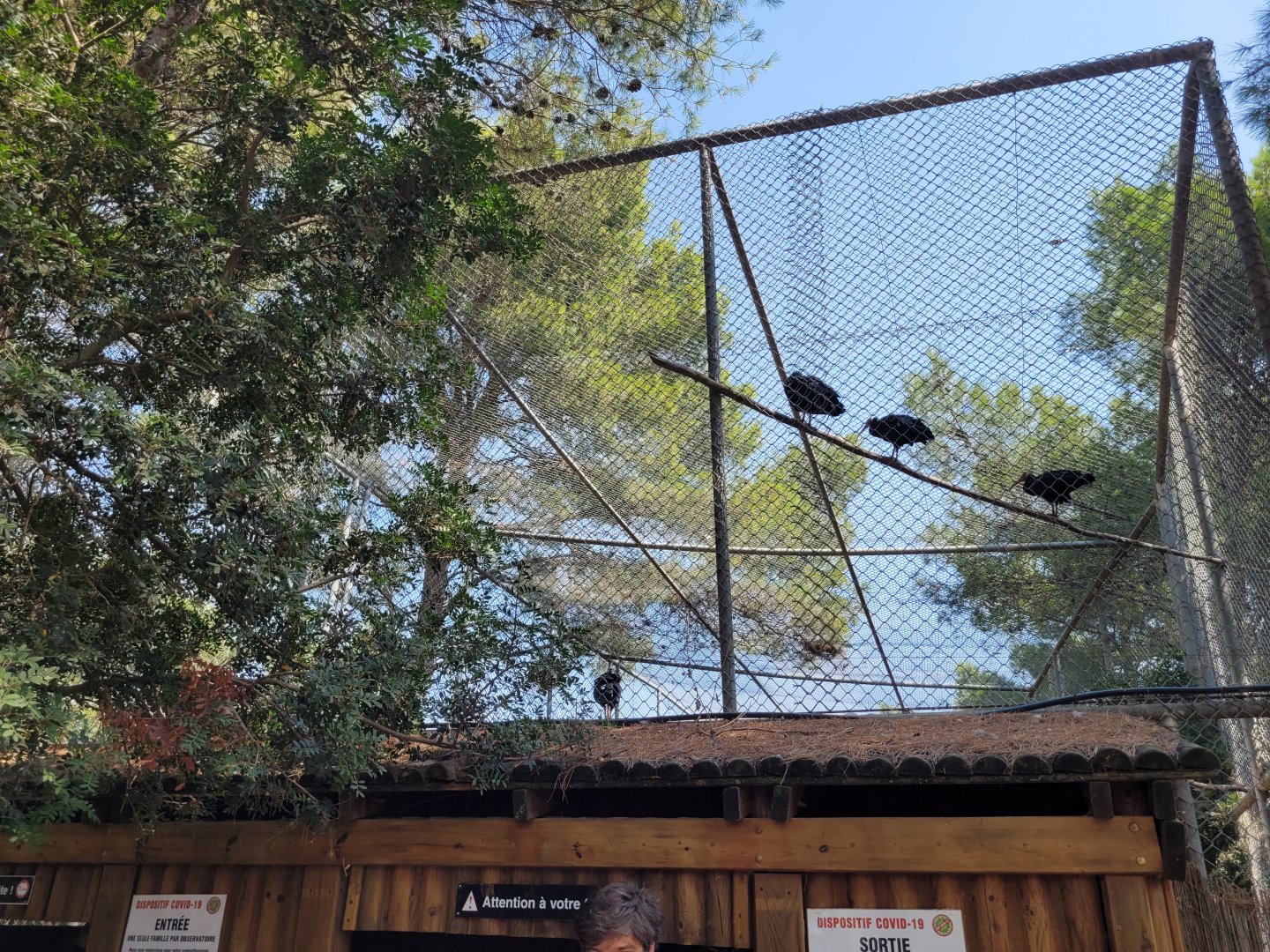 Waldrapp exhibit -Réserve Africaine de Sigean (2022)