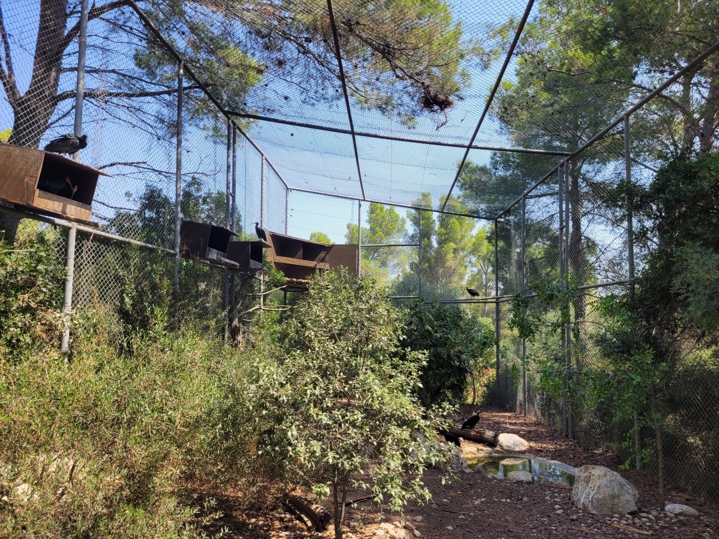 Waldrapp exhibit -Réserve Africaine de Sigean (2022)