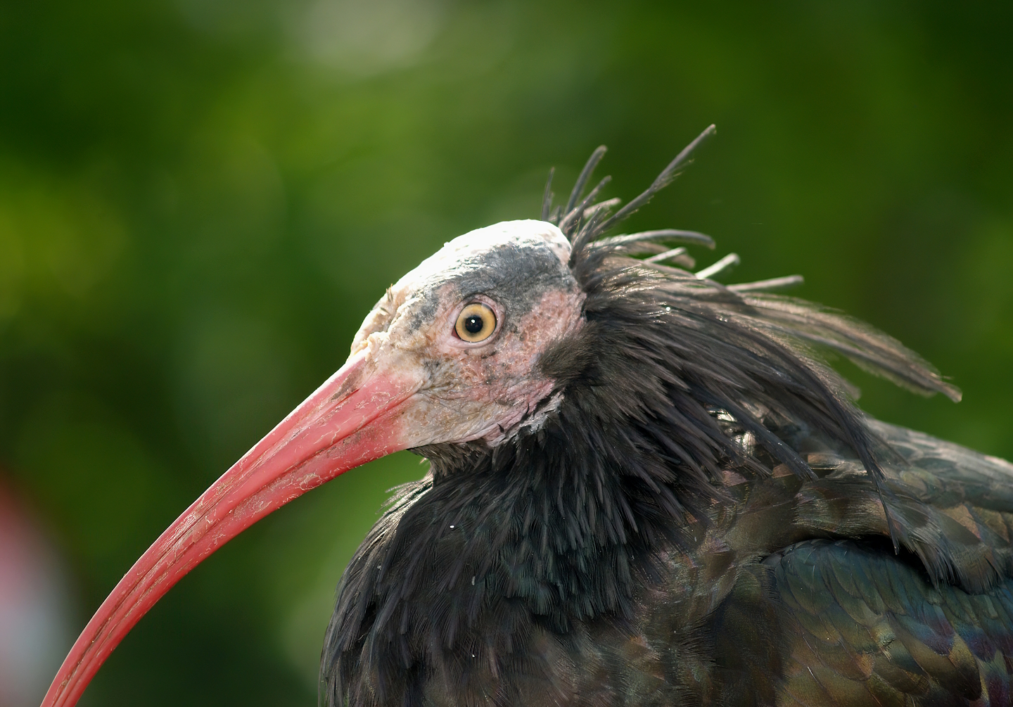 Waldrapp (Geronticus eremita), 2007-09-16