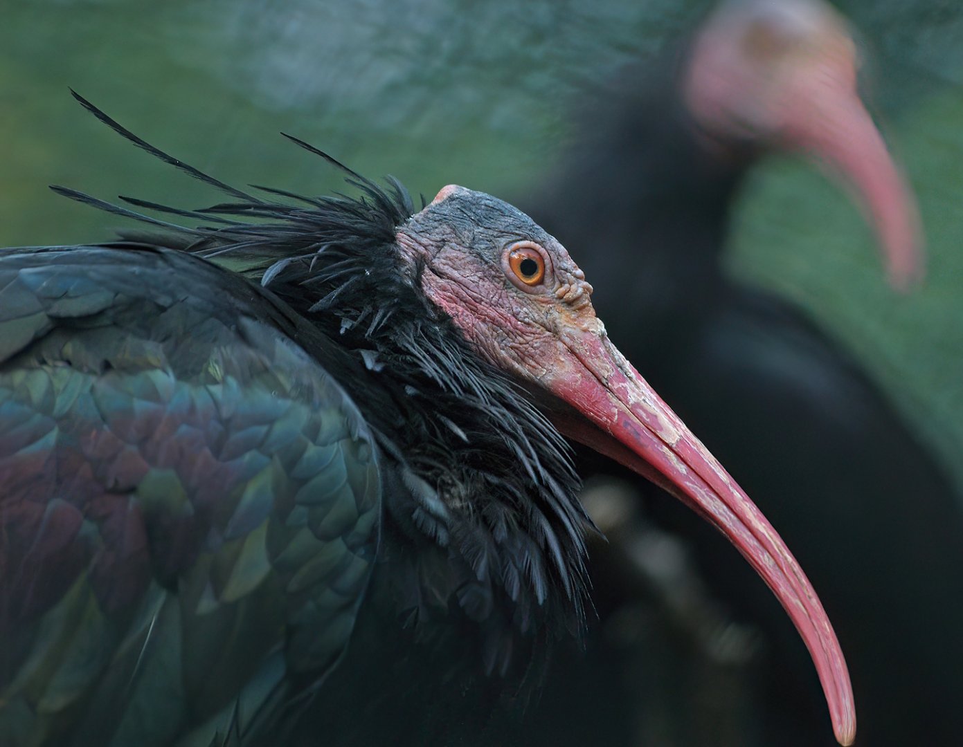 Waldrapp (Geronticus eremita), 2008-08-06