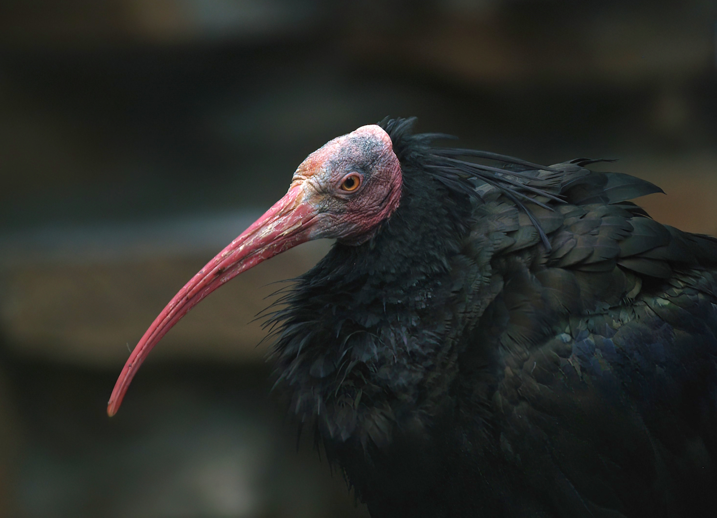 Waldrapp (Geronticus eremita), 2008-08-06