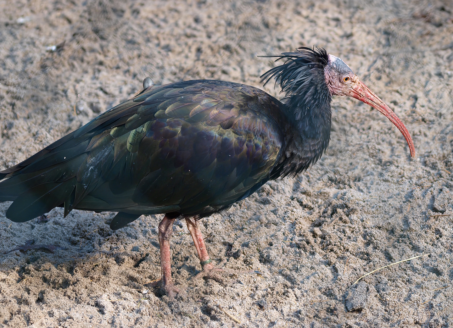 Waldrapp (Geronticus eremita), 2014-10-19