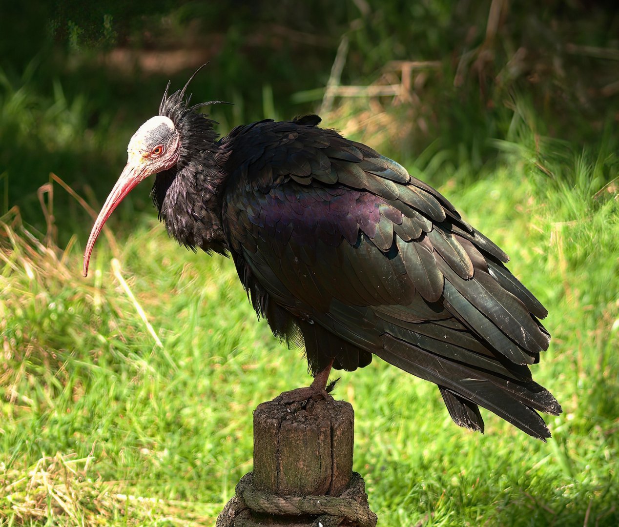 Waldrapp (Geronticus eremita), 2015-08-01