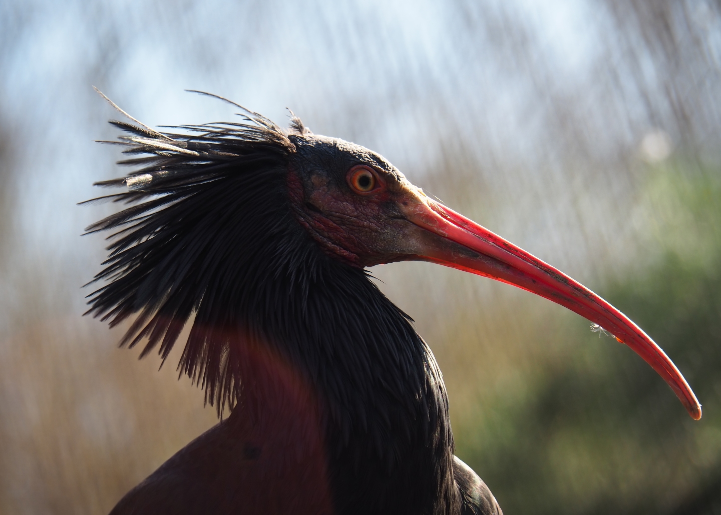 Waldrapp (Geronticus eremita), 2019-03-30