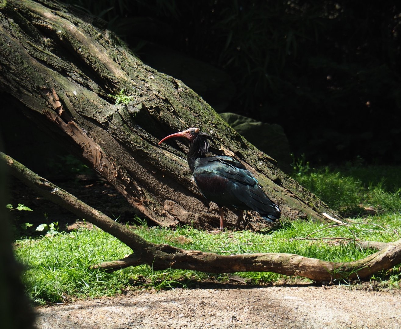 Waldrapp (Geronticus eremita), 2019-04-20