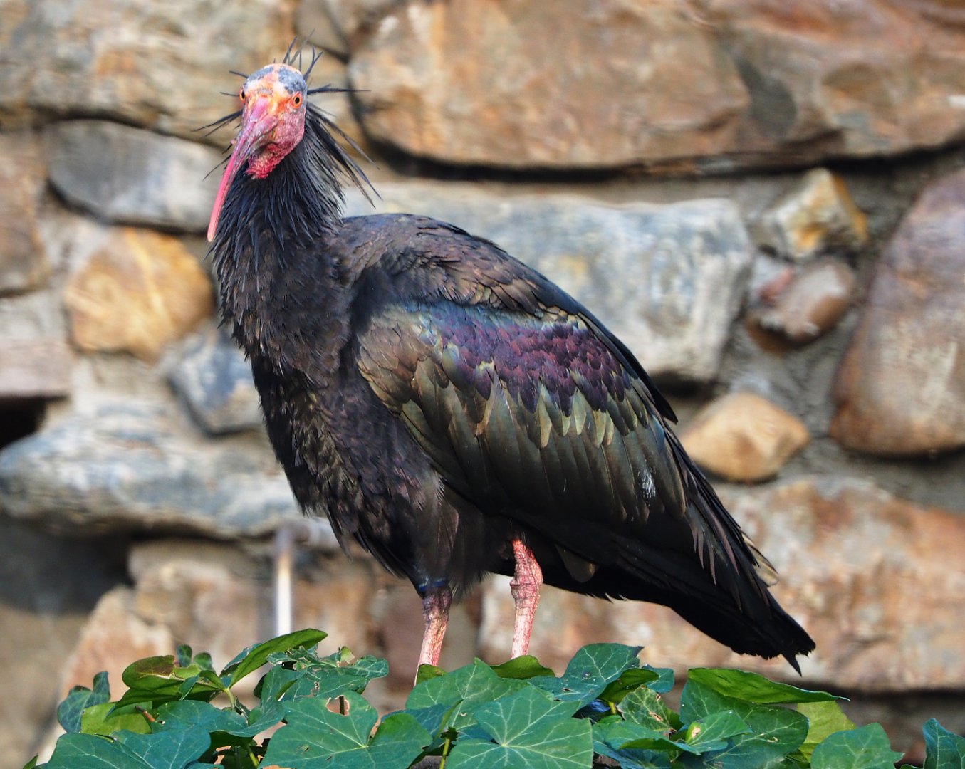Waldrapp (Geronticus eremita), 2019-12-28
