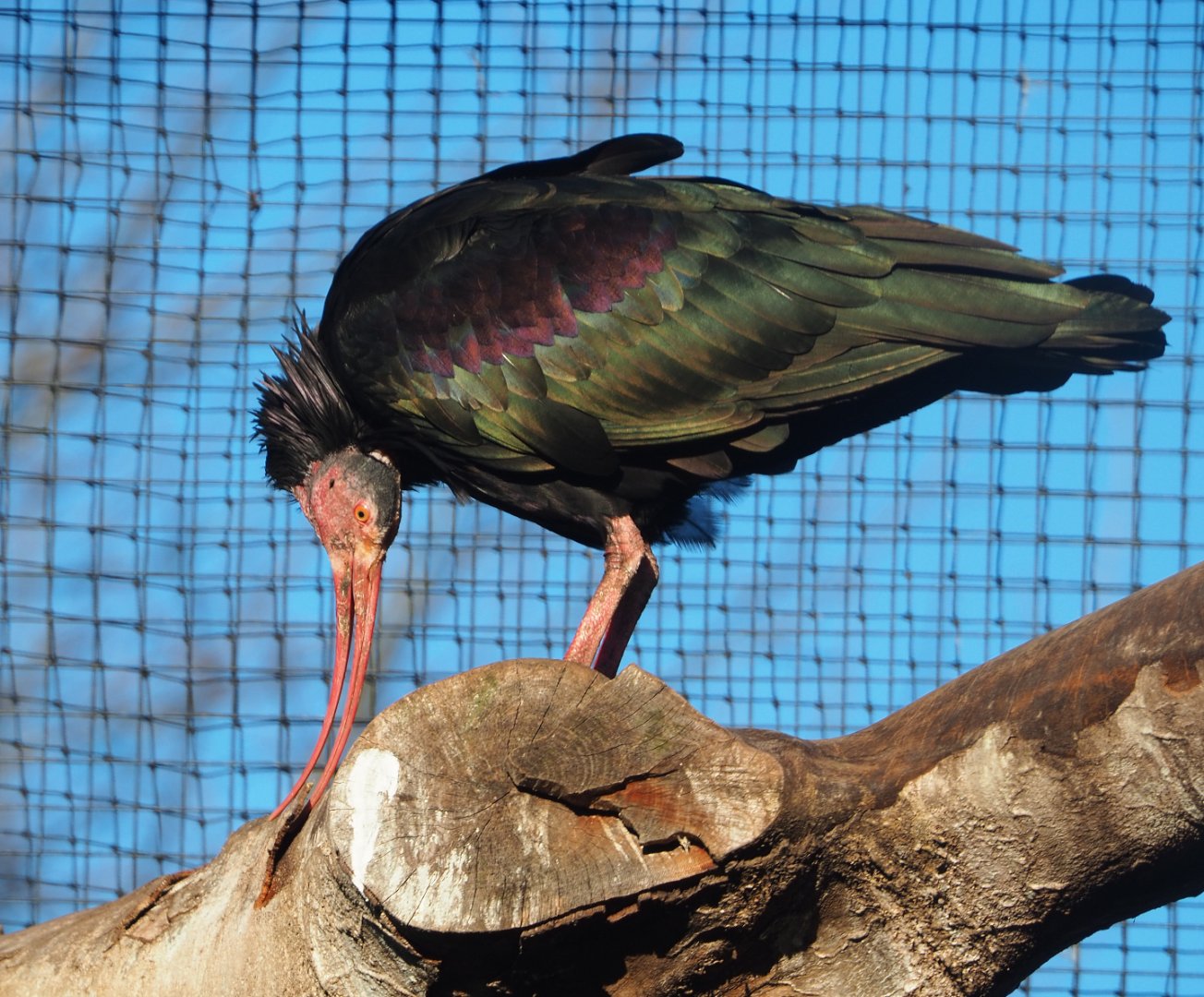 Waldrapp (Geronticus eremita), 2019-12-30