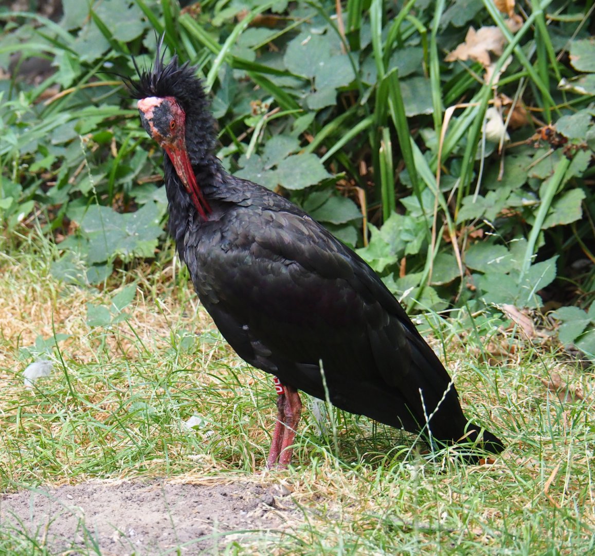 Waldrapp (Geronticus eremita), 2020-08-15