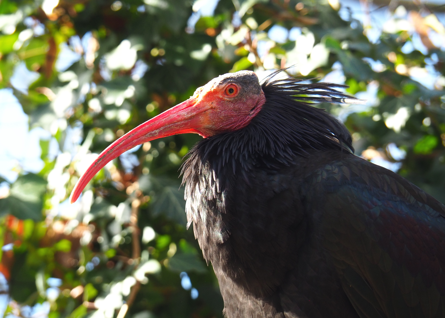 Waldrapp (Geronticus eremita), 2021-02-23