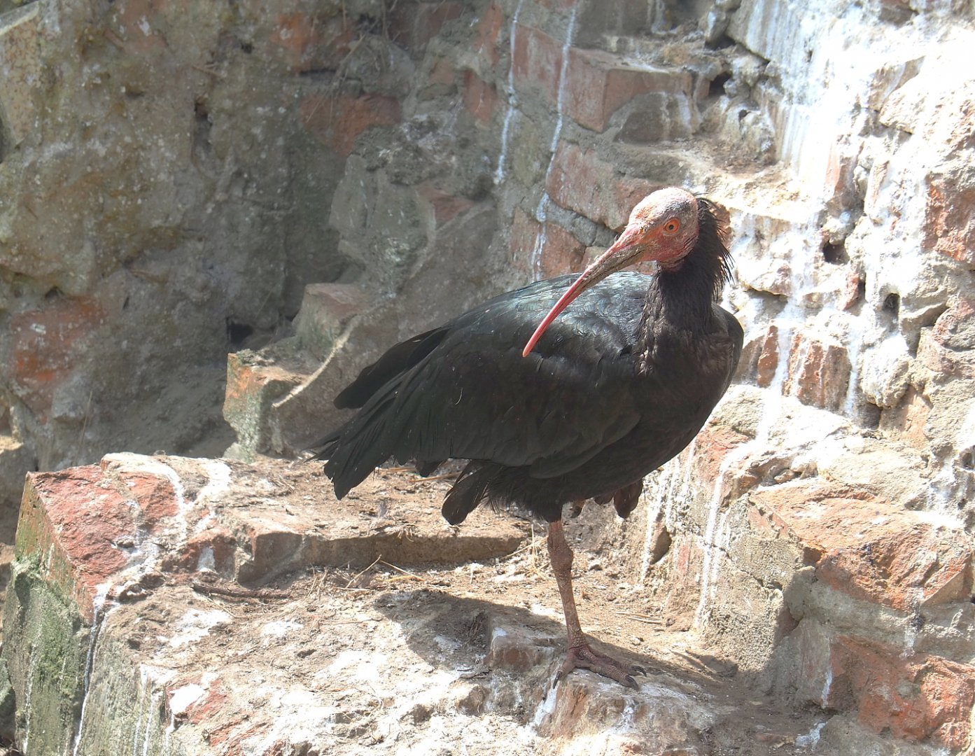 Waldrapp (Geronticus eremita), 2021-06-15