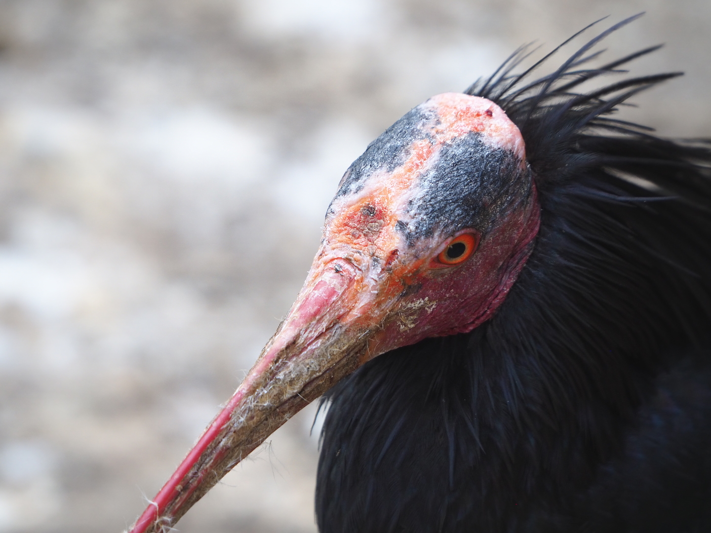 Waldrapp (Geronticus eremita), 2021-06-15