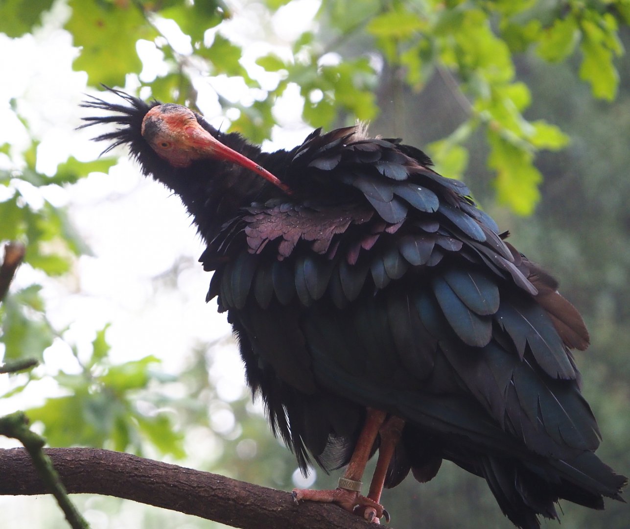 Waldrapp (Geronticus eremita), 2021-10-10