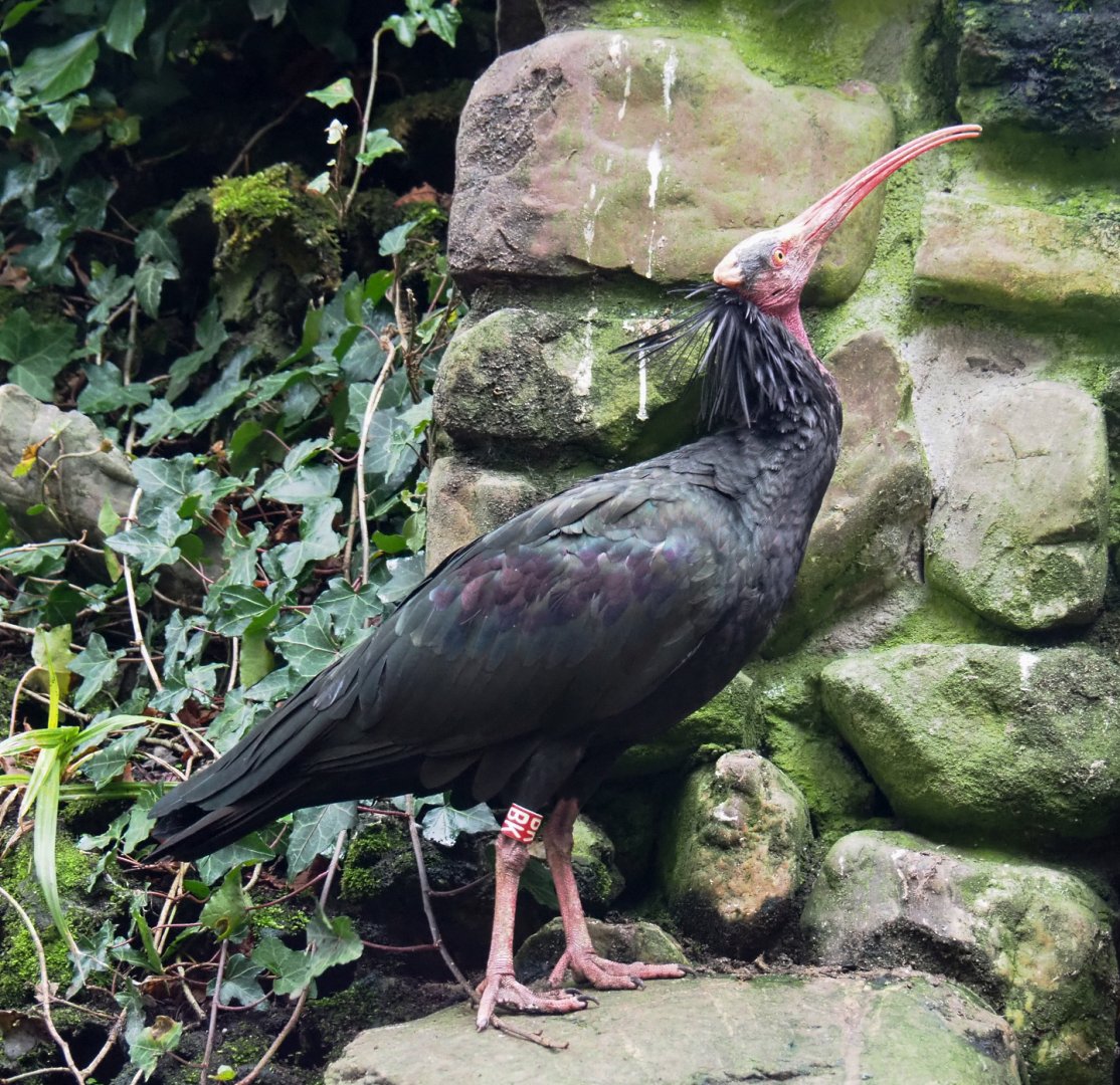 Waldrapp (Geronticus eremita), 2021-11-06