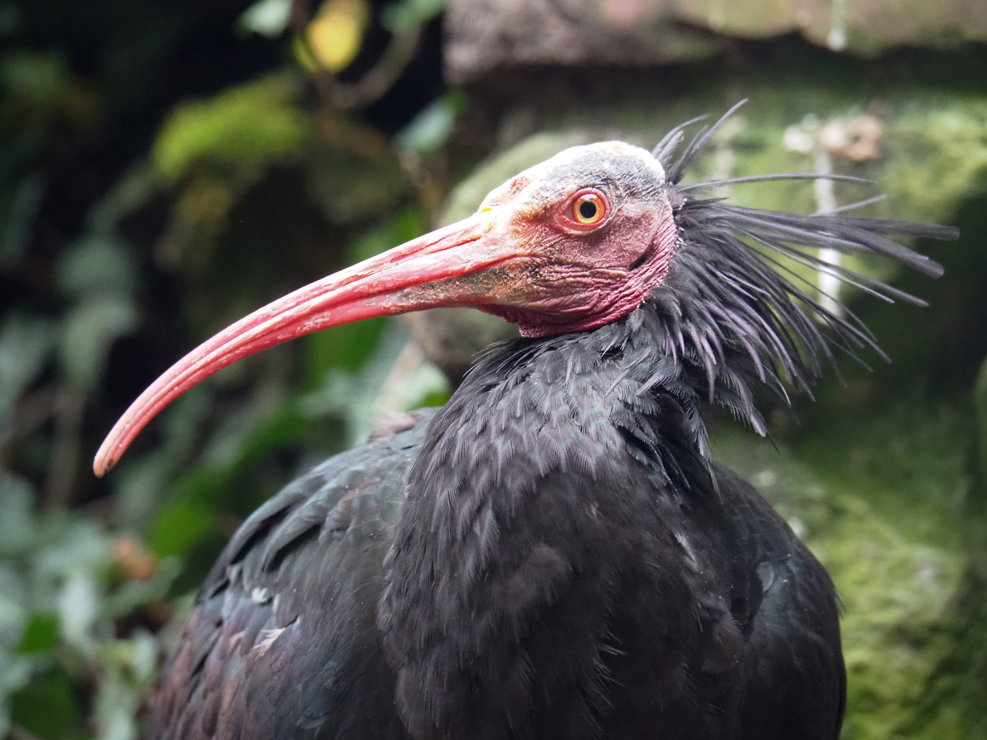 Waldrapp (Geronticus eremita), 2021-11-06