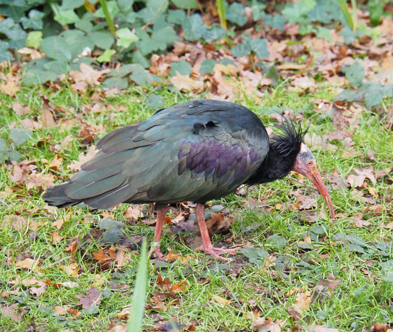 Waldrapp (Geronticus eremita), 2021-11-23