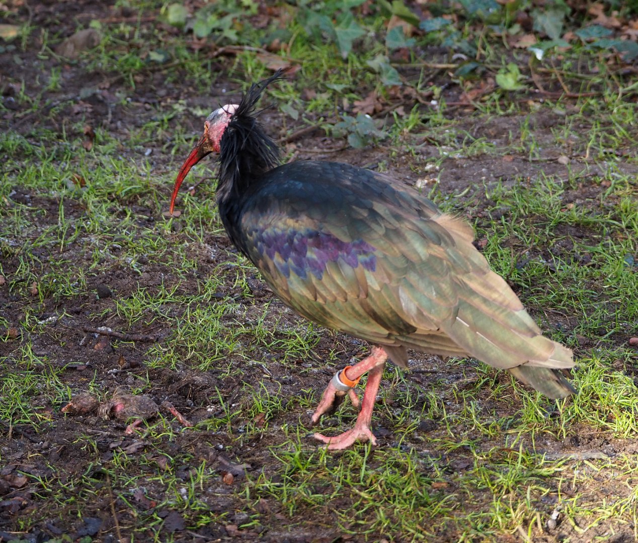 Waldrapp (Geronticus eremita), 2021-12-22