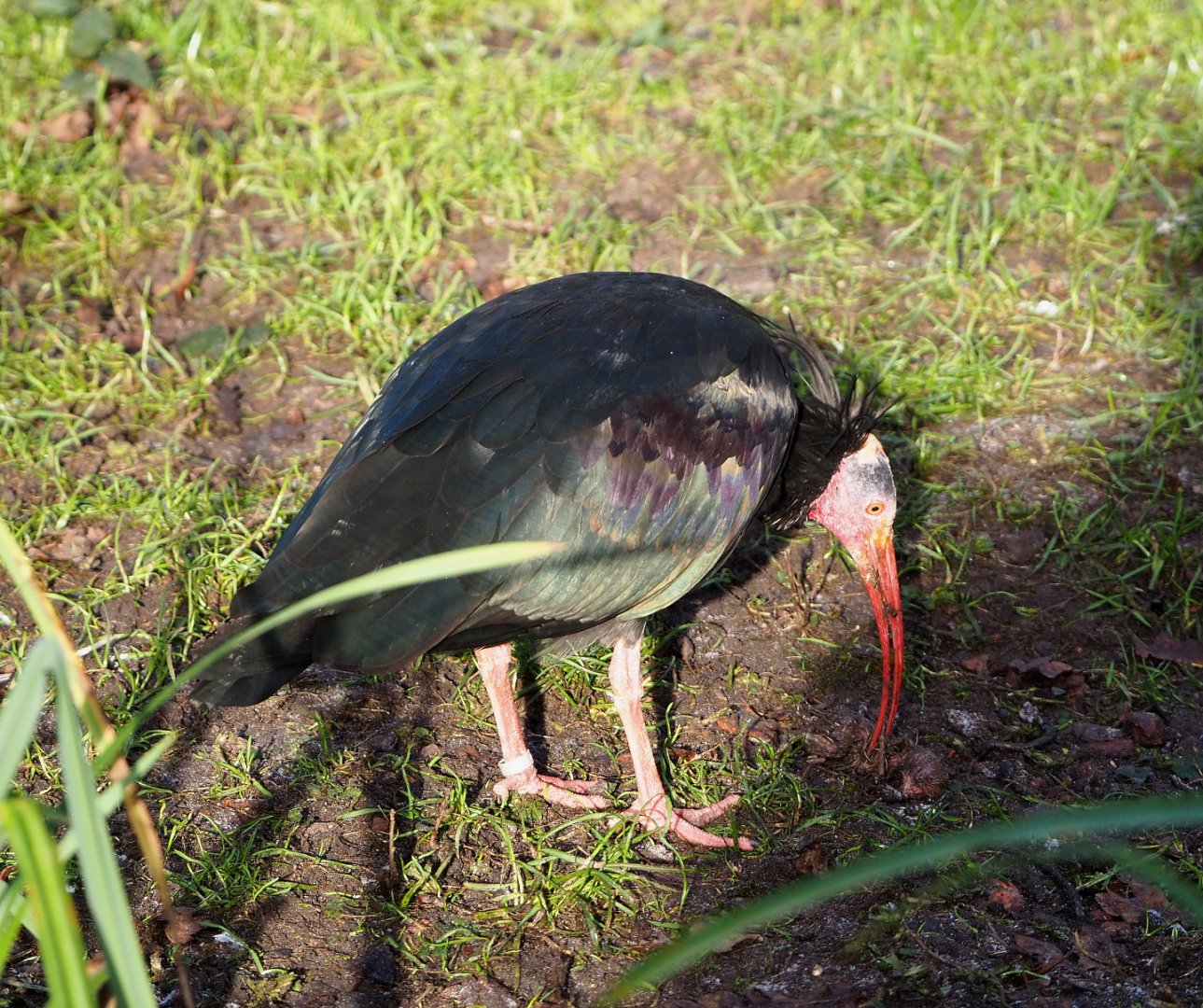 Waldrapp (Geronticus eremita), 2021-12-22