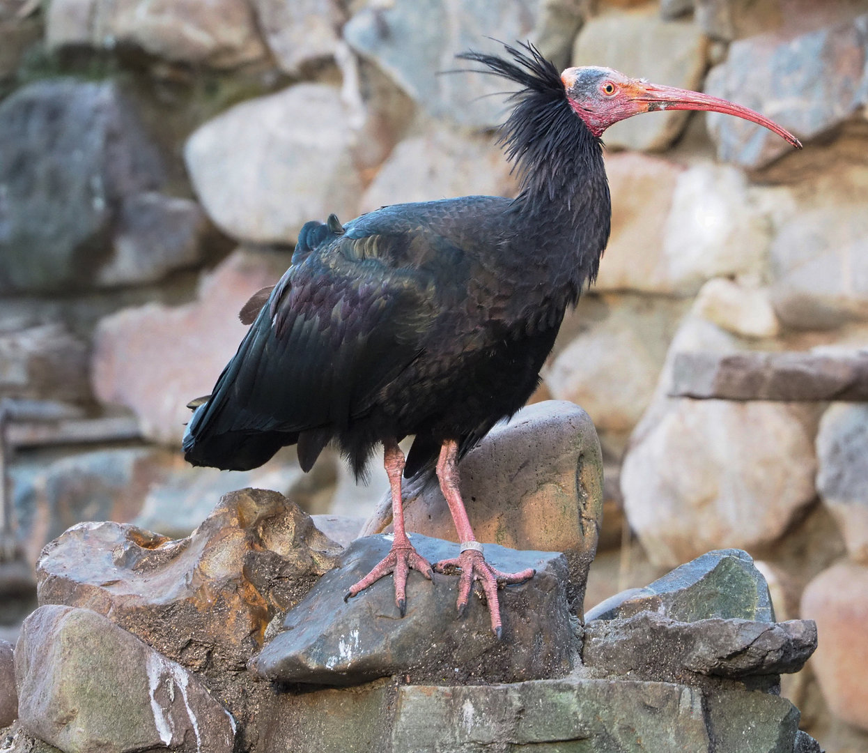 Waldrapp (Geronticus eremita), 2022-01-02