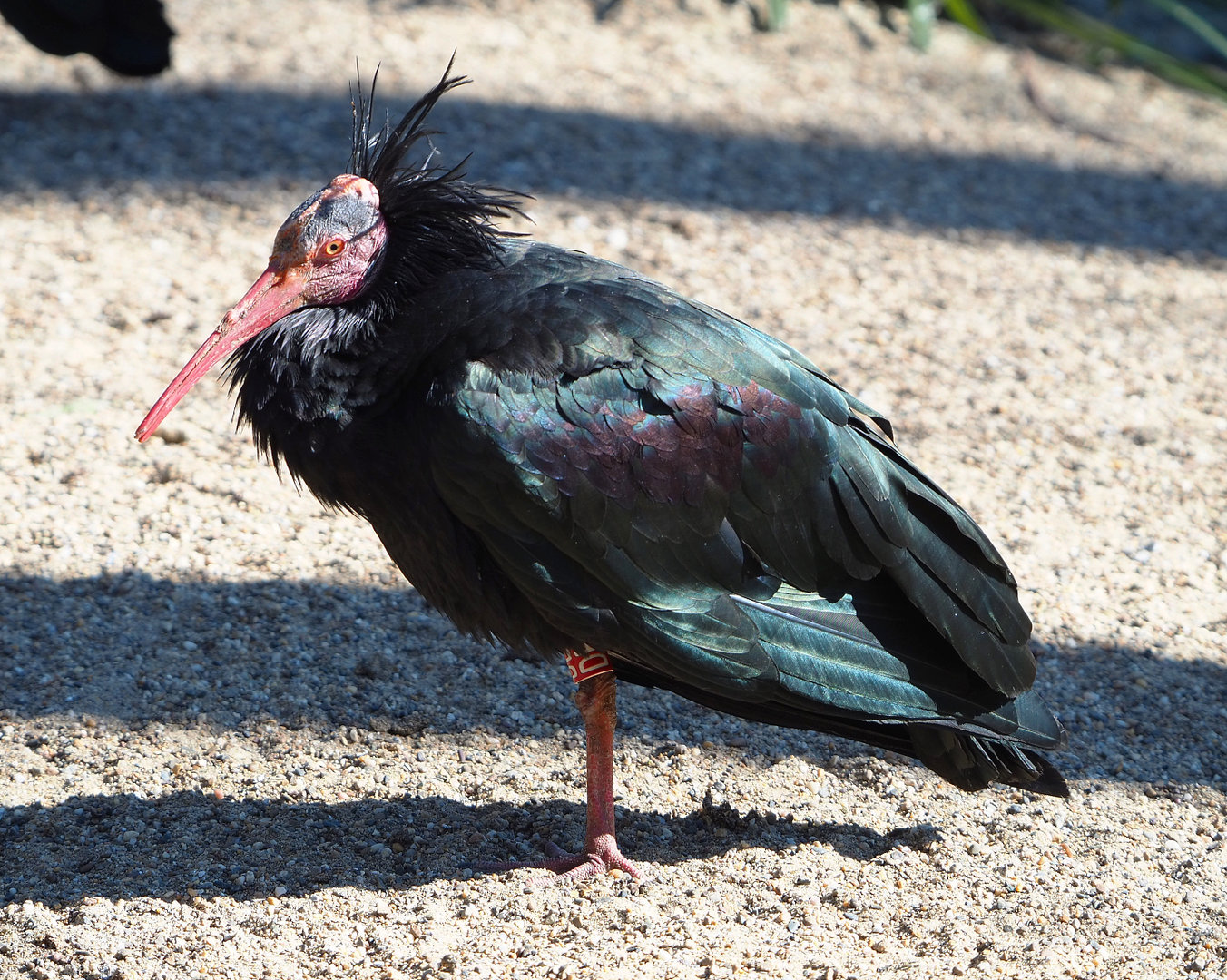 Waldrapp (Geronticus eremita), 2022-03-08