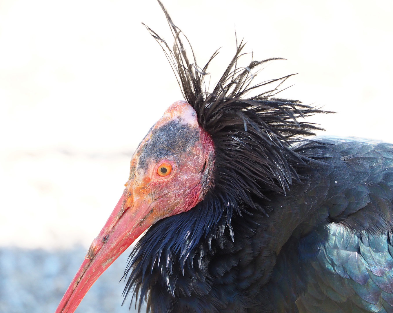 Waldrapp (Geronticus eremita), 2022-03-08
