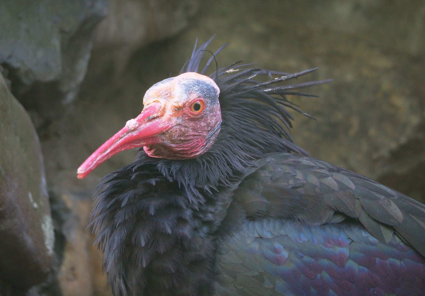 Waldrapp (Geronticus eremita), 2022-04-12