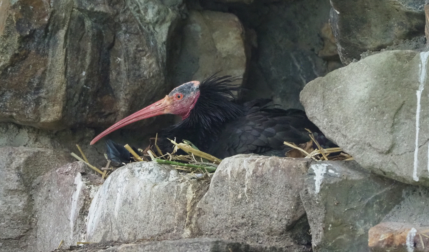 Waldrapp (Geronticus eremita), 2022-05-28