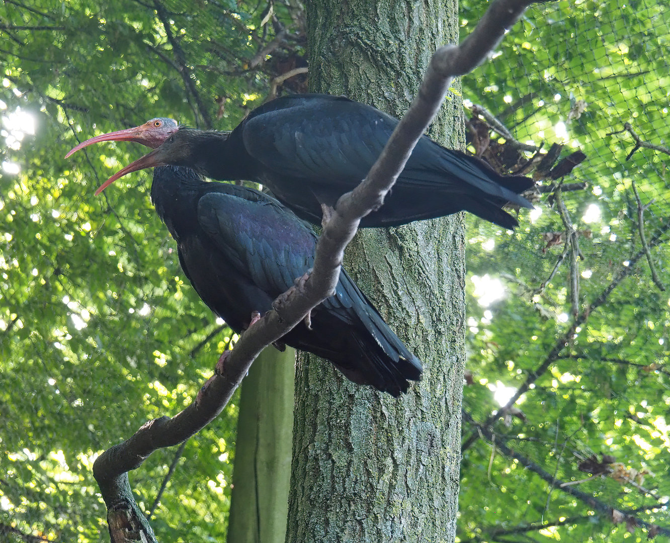 Waldrapp (Geronticus eremita), 2022-07-03