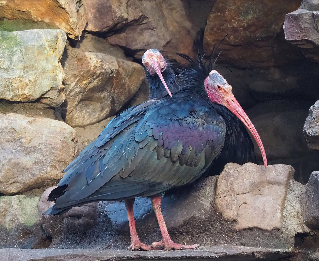 Waldrapp (Geronticus eremita), 2022-12-27