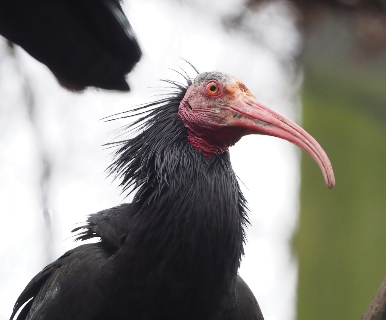 Waldrapp (Geronticus eremita), 2023-02-19