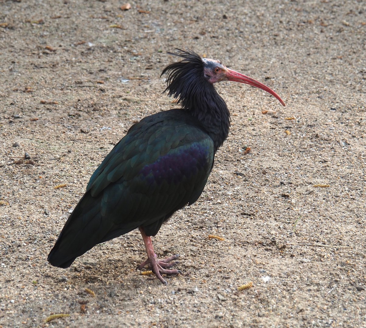 Waldrapp (Geronticus eremita), 2023-04-18