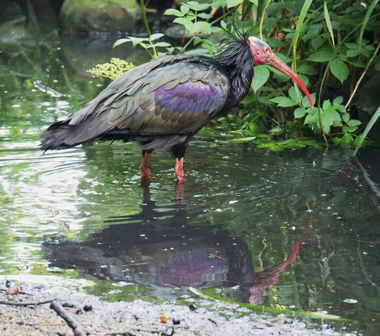 Waldrapp (Geronticus eremita), 2023-05-13