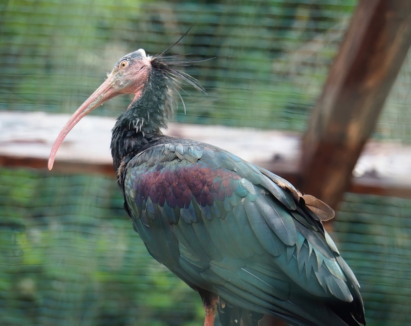 Waldrapp (Geronticus eremita), 2023-06-24