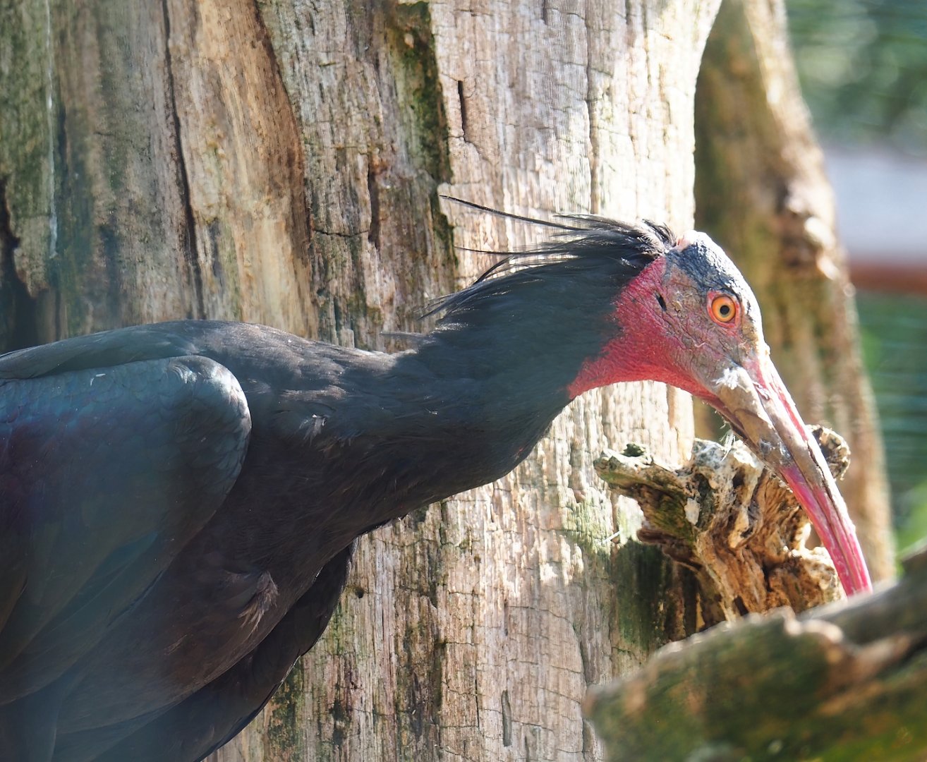 Waldrapp (Geronticus eremita), 2023-06-24