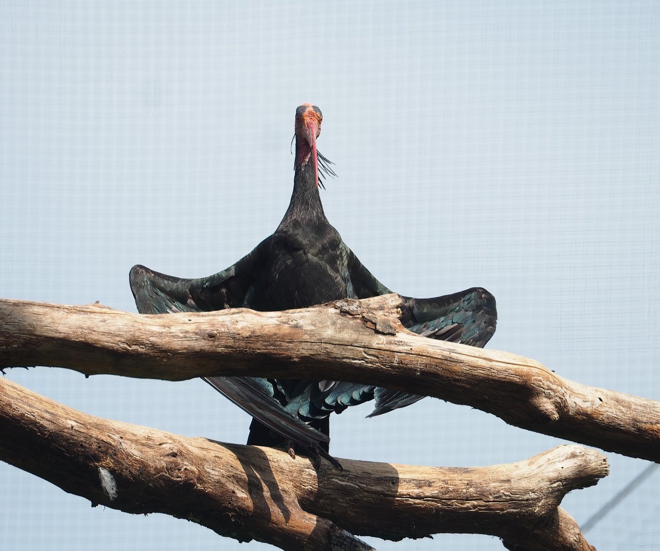 Waldrapp (Geronticus eremita), 2023-07-18