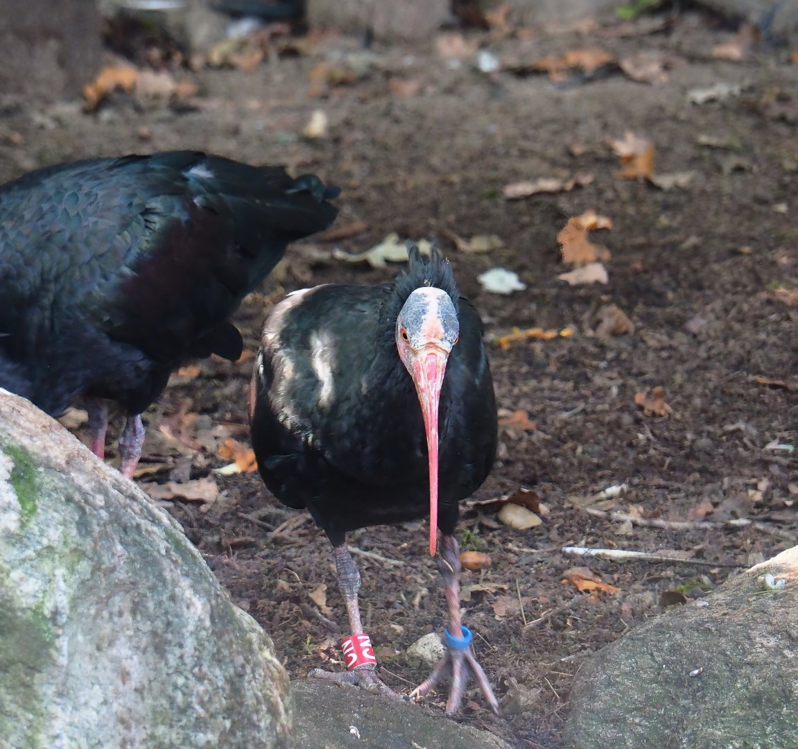 Waldrapp (Geronticus eremita), 2023-09-24