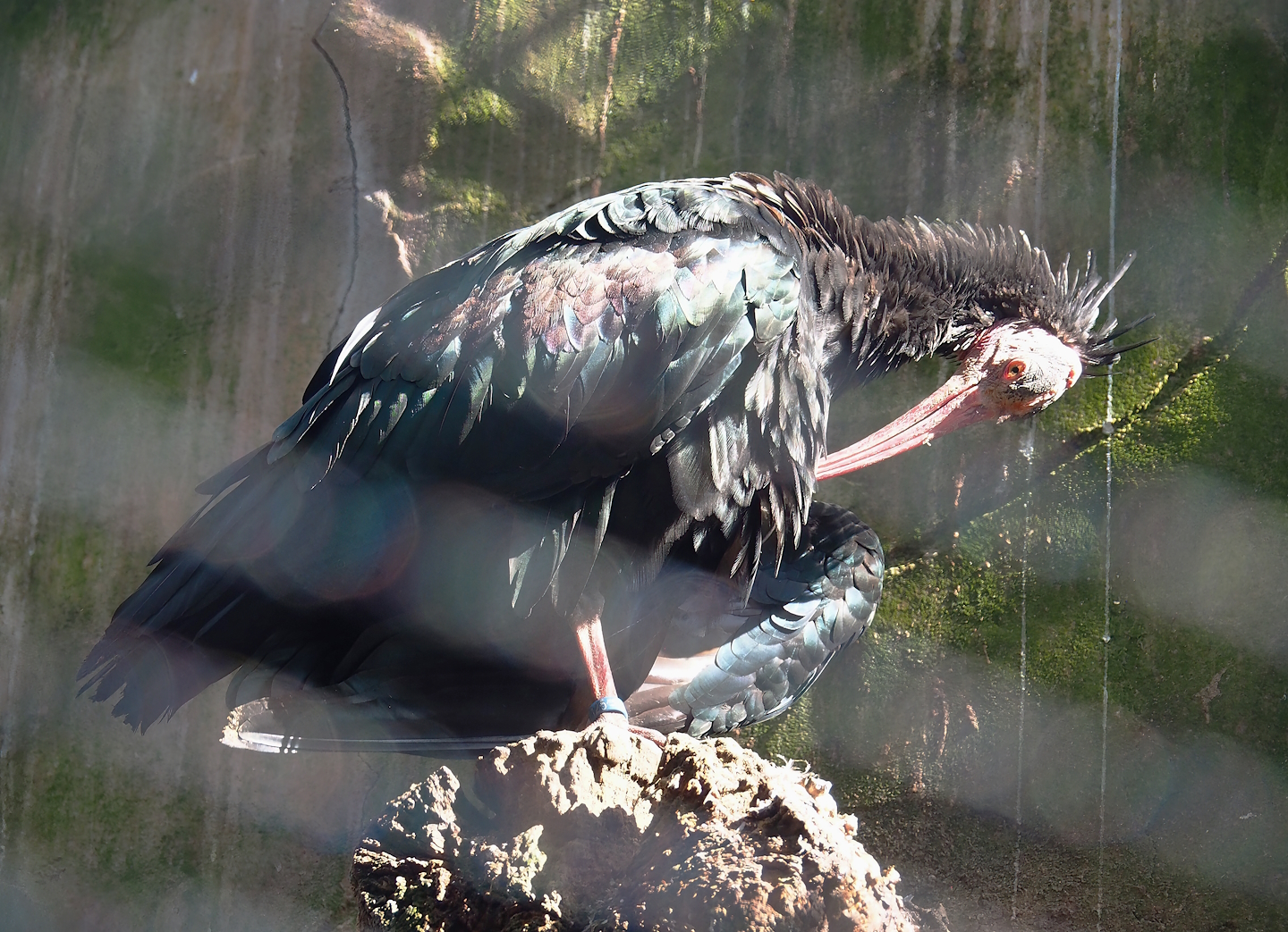 Waldrapp (Geronticus eremita), 2023-09-24