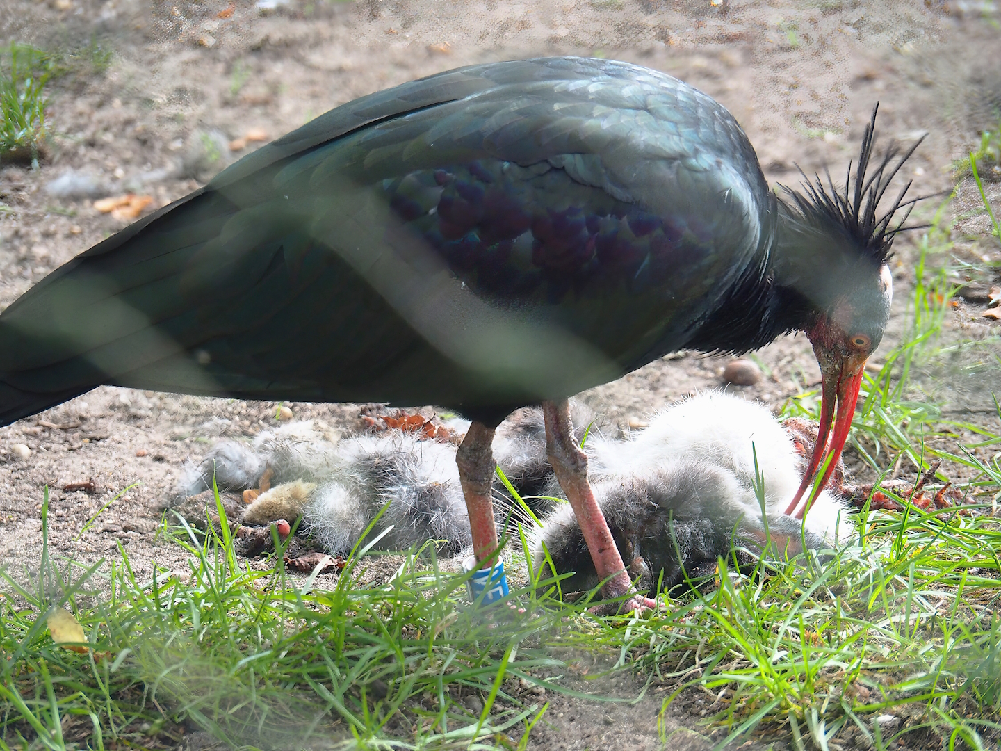 Waldrapp (Geronticus eremita), 2023-10-07