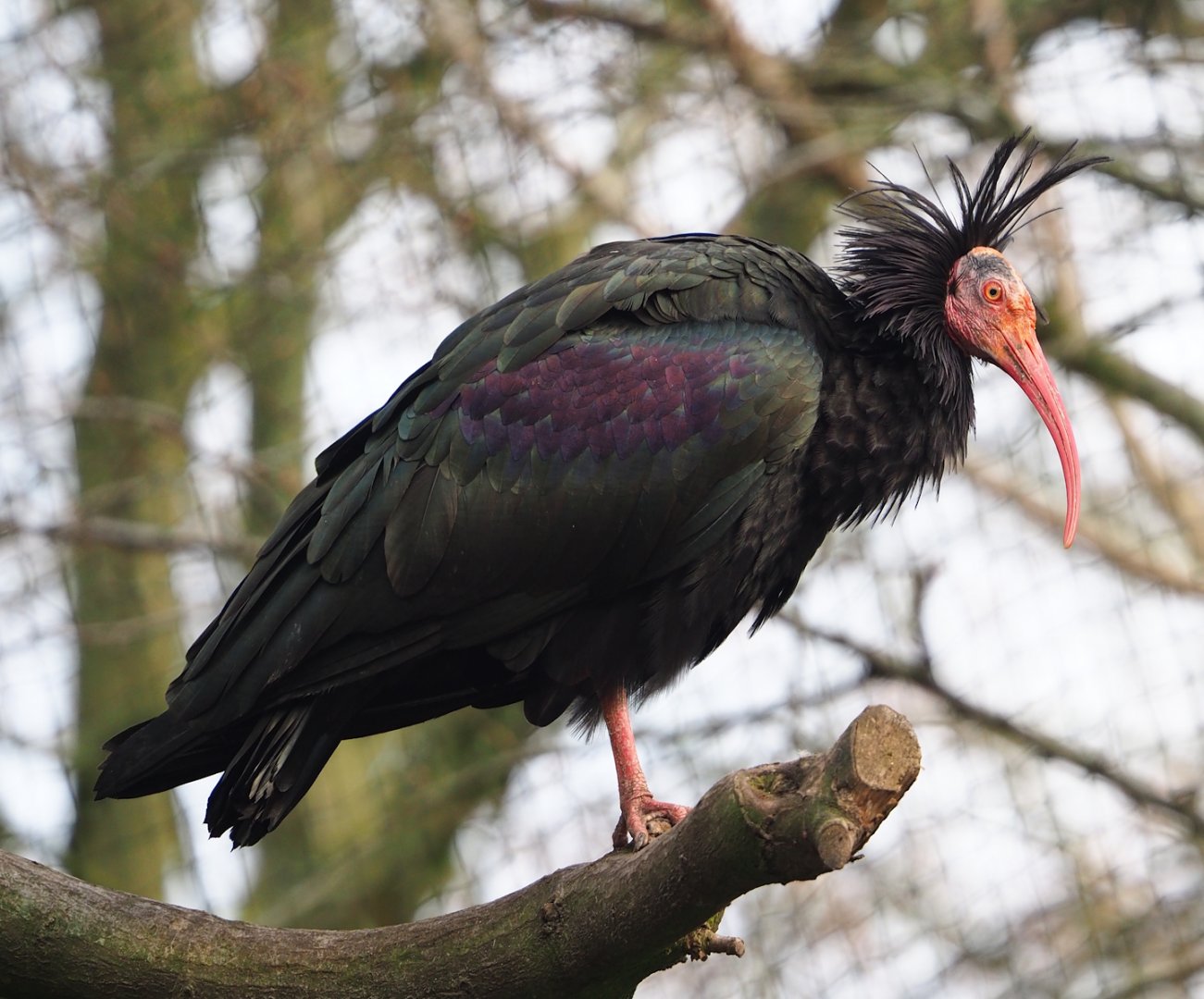 Waldrapp (Geronticus eremita), 2024-03-04