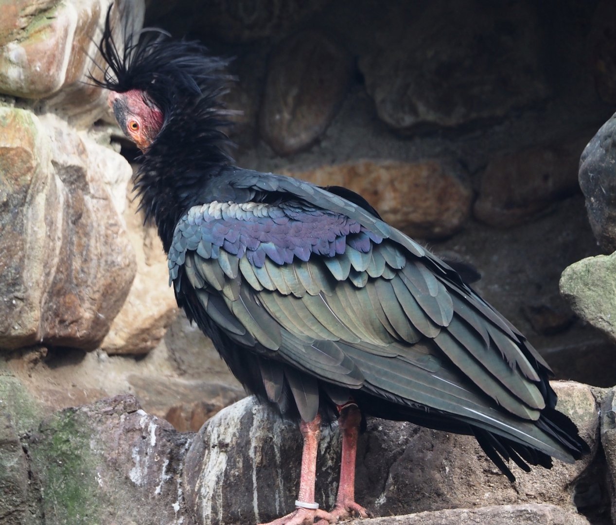 Waldrapp (Geronticus eremita), 2024-03-20