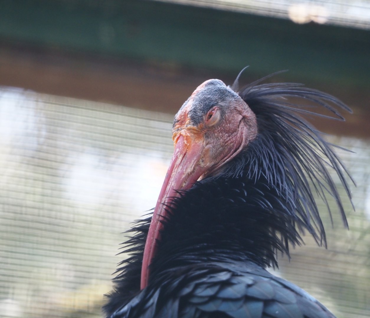 Waldrapp (Geronticus eremita), 2024-05-21