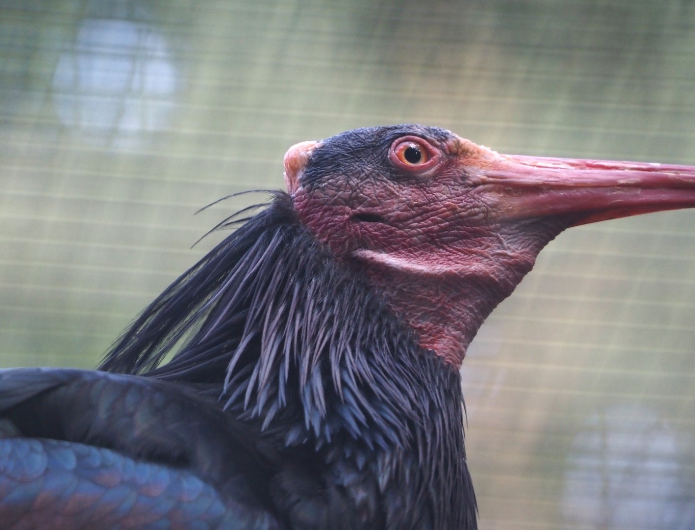 Waldrapp (Geronticus eremita), 2024-05-23