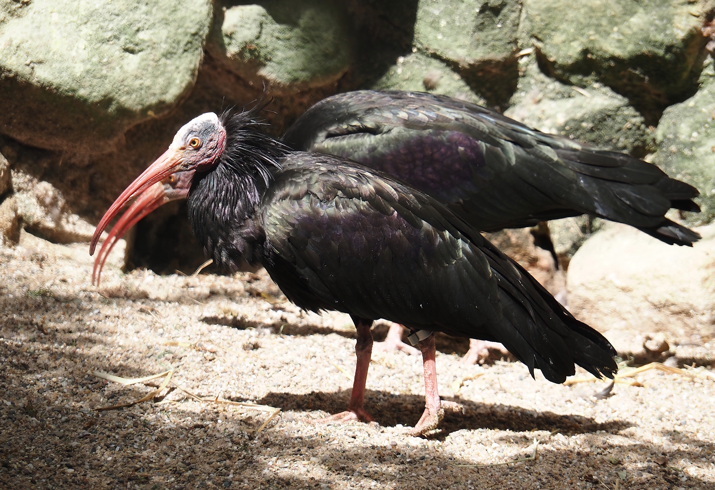 Waldrapp (Geronticus eremita), 2025-05-22