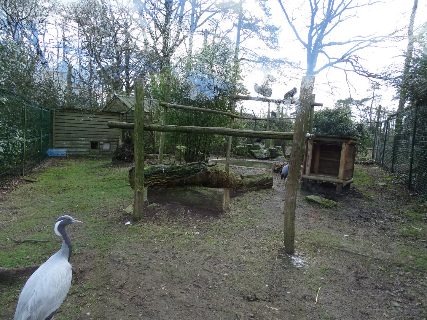 Waldrapp (Geronticus eremita), Egyptian vulture (Neophron percnopterus) and demoiselle crane (Grus virgo) aviary