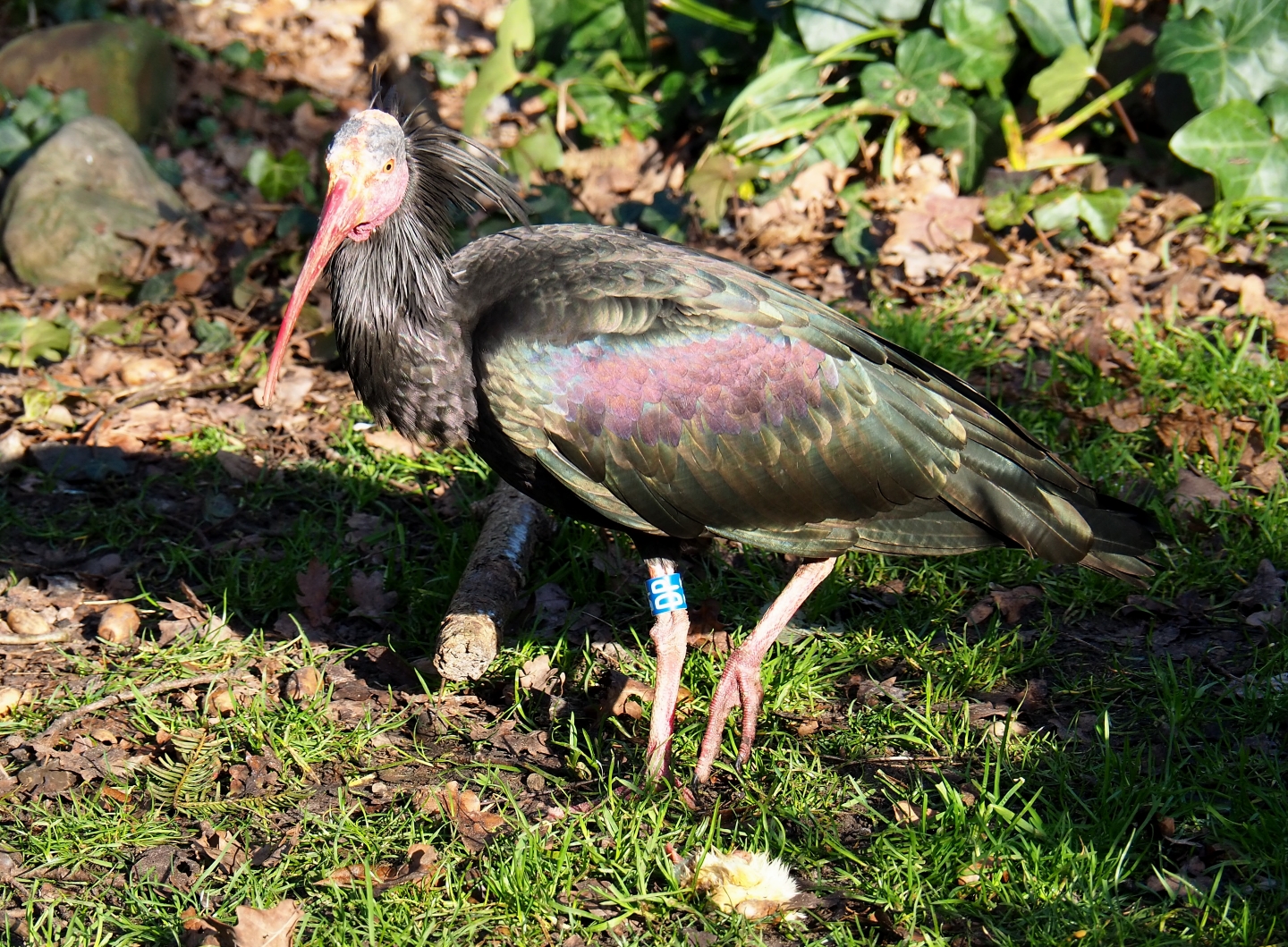 Waldrapp (Geronticus eremita), Feb 16th, 2019