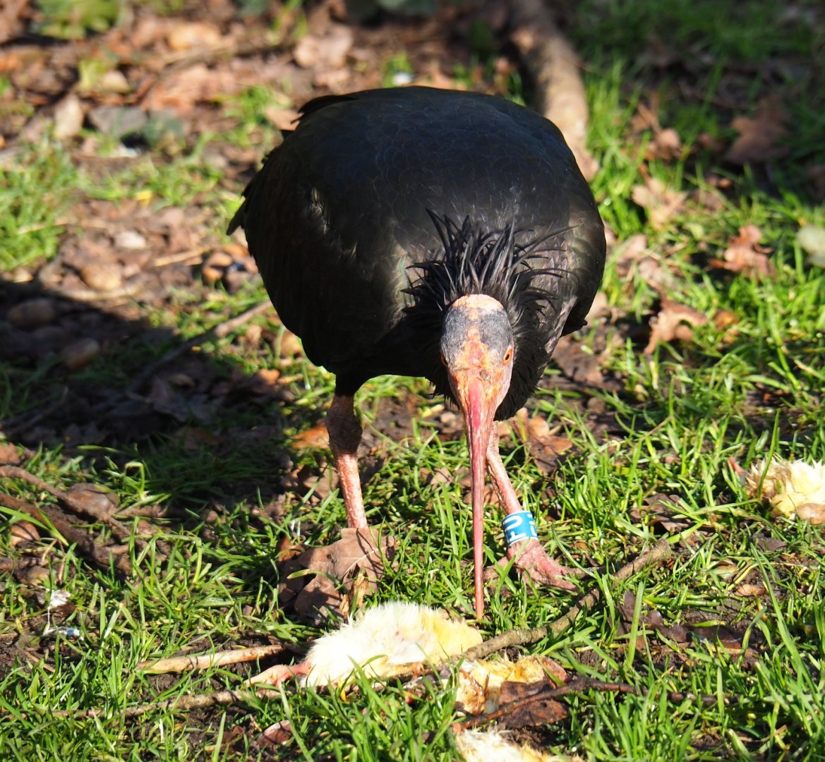 Waldrapp (Geronticus eremita) feeding on one-day chick (Feb 16th, 2019)