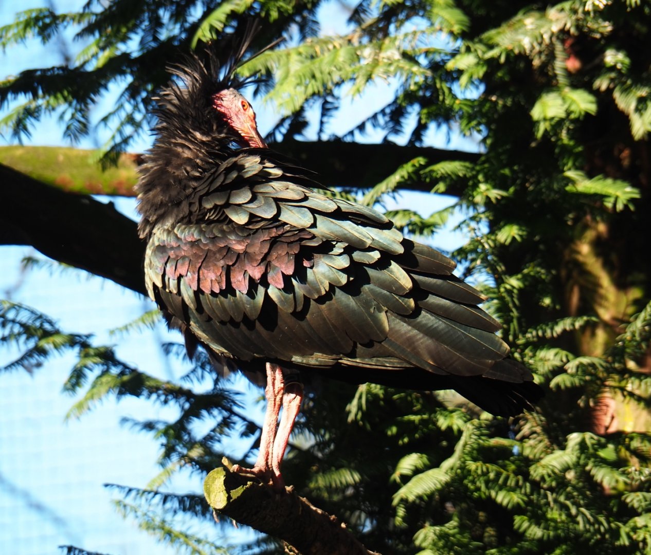 Waldrapp (Geronticus eremita), Nov 18th, 2018