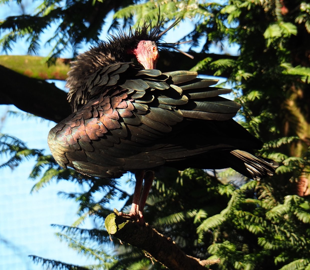 Waldrapp (Geronticus eremita), Nov 18th, 2018