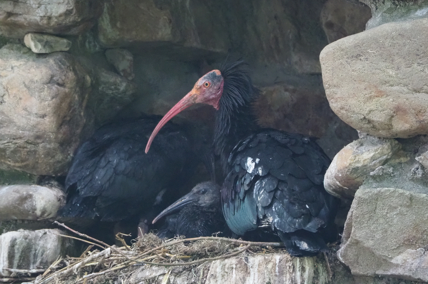 Waldrapp (Geronticus eremita) with chick on nest, 2022-05-28