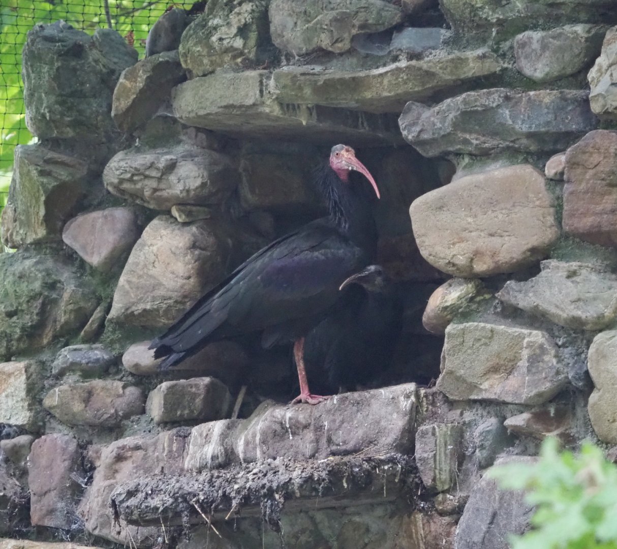 Waldrapp (Geronticus eremita) with juvenile, 2021-07-03