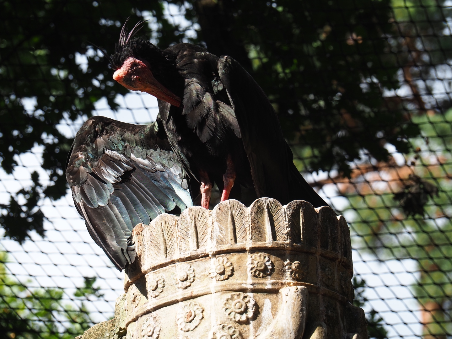 Waldrapp (Geronticus eremita)